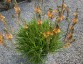 Bulbine frutescens 'Avera Sunset Orange' - small image 1
