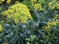 Bupleurum fruticosum - small image 1