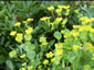 Bupleurum griffithii - small image 1