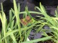 Bupleurum ranunculoides - small image 1