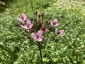 Butomus umbellatus - small image 1