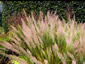 Calamagrostis brachytricha - small image 1