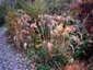 Calamagrostis emodensis - small image 1