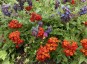 Calceolaria 'Camden Hero' - small image 1