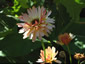 Calendula 'Touch of Red Buff' - small image 1