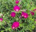 Callirhoe involucrata - small image 1