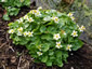 Caltha palustris 'Alba' - small image 1
