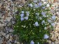Campanula cochlearifolia 'Elizabeth Oliver' AGM - small image 1