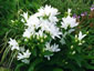 Campanula glomerata 'Alba' - small image 1