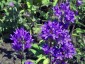 Campanula glomerata dahurica - small image 1
