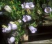 Campanula incurva - small image 1