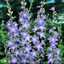 Campanula pyramidalis - small image 1