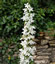 Campanula pyramidalis 'Alba' - small image 1