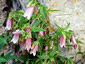 Campanula takesimana - small image 1