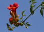 Campsis radicans - small image 1