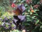 Canna 'Tropicanna Black' - small image 1