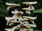 Cardiocrinum giganteum - small image 1