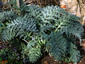 Cardoon - small image 1