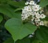 Catalpa bignonoides AGM - small image 1