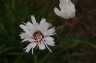 Catananche caerulea 'Alba' - small image 1