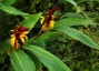 Cautleya spicata - small image 1