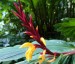 Cautleya spicata from Harry Hay - small image 1