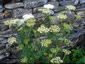 Cenolophium denudatum - small image 1