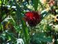 Centaurea atropurpurea - small image 1