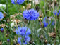 Centaurea cyanus - small image 1