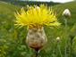 Centaurea orientalis - small image 1