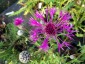 Centaurea scabiosa - small image 1