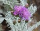 Centaurea 'Silver Feather' - small image 1
