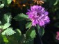 Centratherum intermedium - small image 1