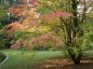 Cercidiphyllum japonicum AGM - small image 1