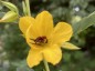 Chamaecrista fasciculata - small image 1