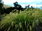 Chionochloa flavicans - small image 1