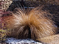 Chionochloa rubra - small image 1