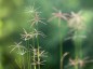 Chloris dolichostachya - small image 1