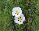 Cistus ladanifer - small image 1