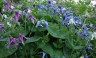 Clematis integrifolia 'Mongolian Bells' - small image 1