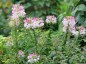Cleome spinosa 'Rose Queen' - small image 1
