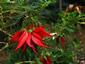 Clianthus puniceus - small image 1