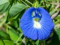 Clitoria ternatea - small image 1