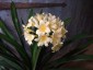 Clivia miniata 'Aurea' - small image 1