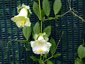 Cobaea scandens alba - small image 1