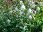 Codonopsis clematidea - small image 1