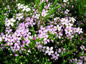 Coleonema pulchellum - small image 1