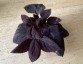 Coleus 'Palisandra' - small image 1