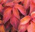 Coleus 'Wizard Sunset' - small image 1