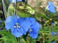 Commelina coelestis - small image 1